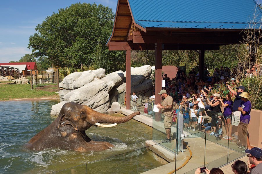 elephant